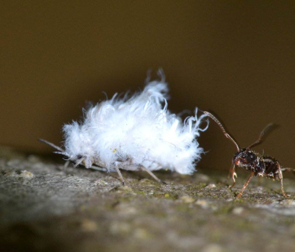Afidi Eriosomatinae