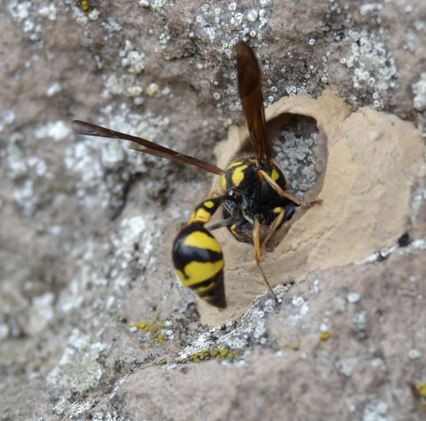 Eumenes sp. costruisce il nido