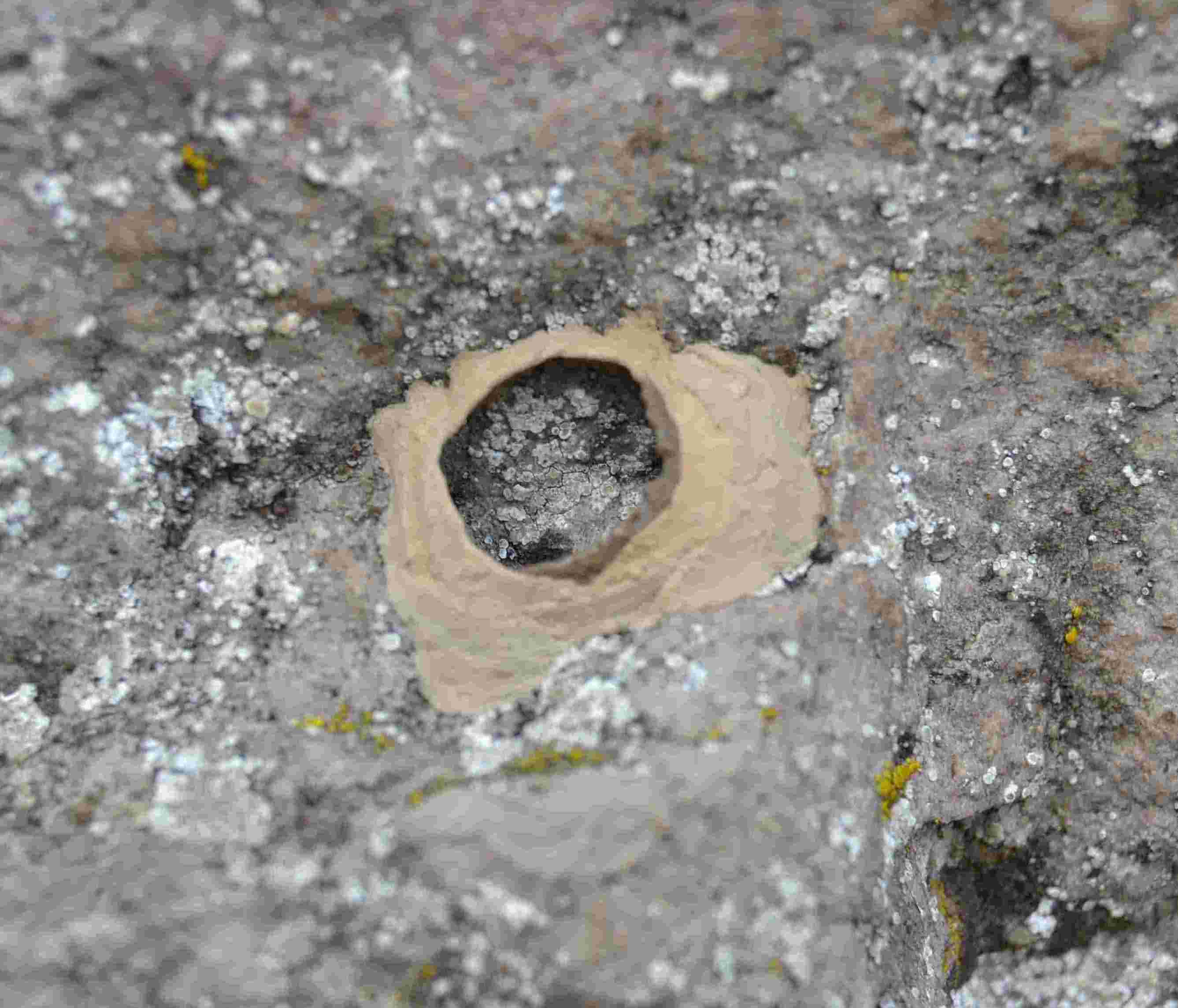 Eumenes sp. costruisce il nido