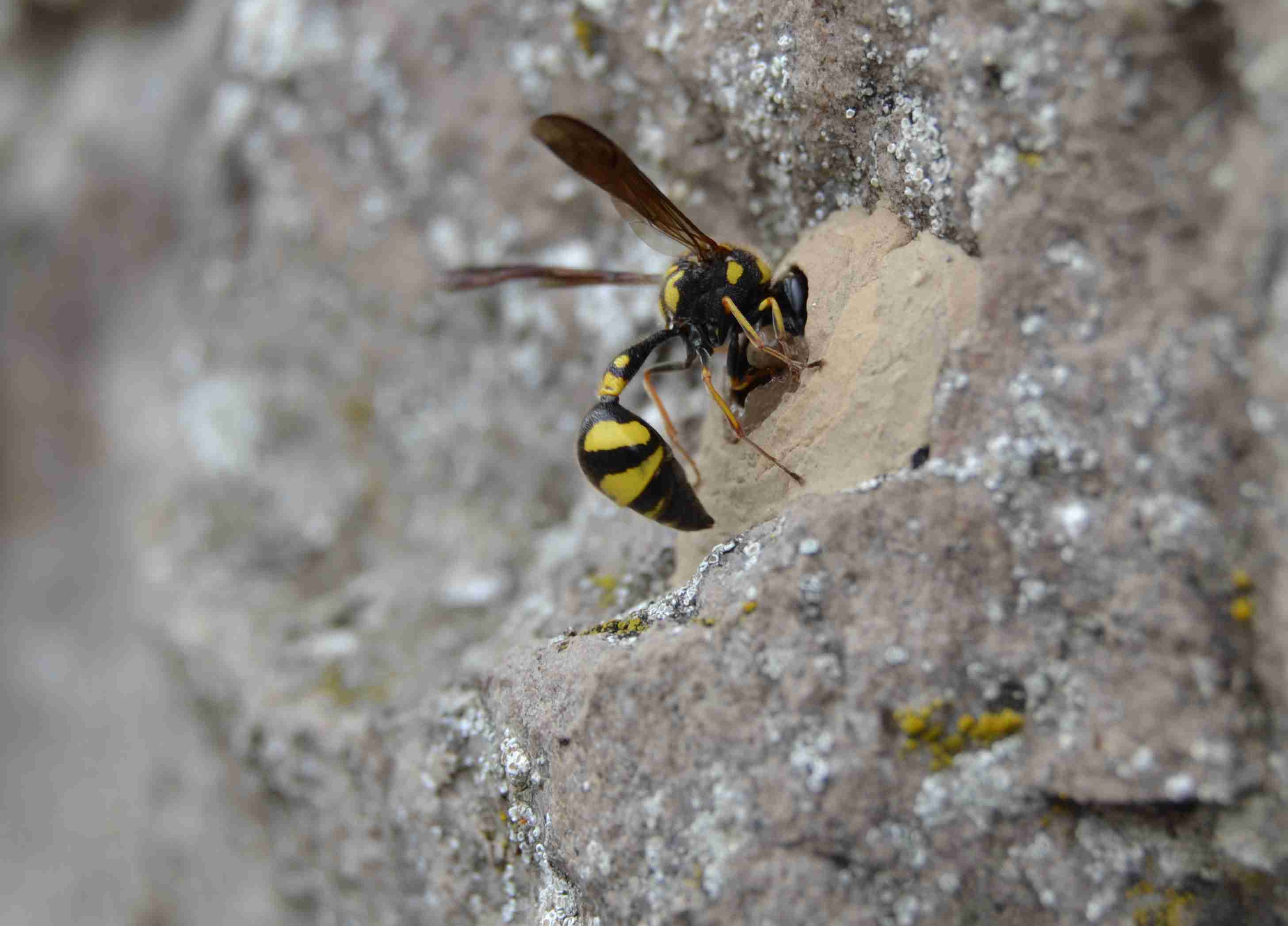 Eumenes sp. costruisce il nido