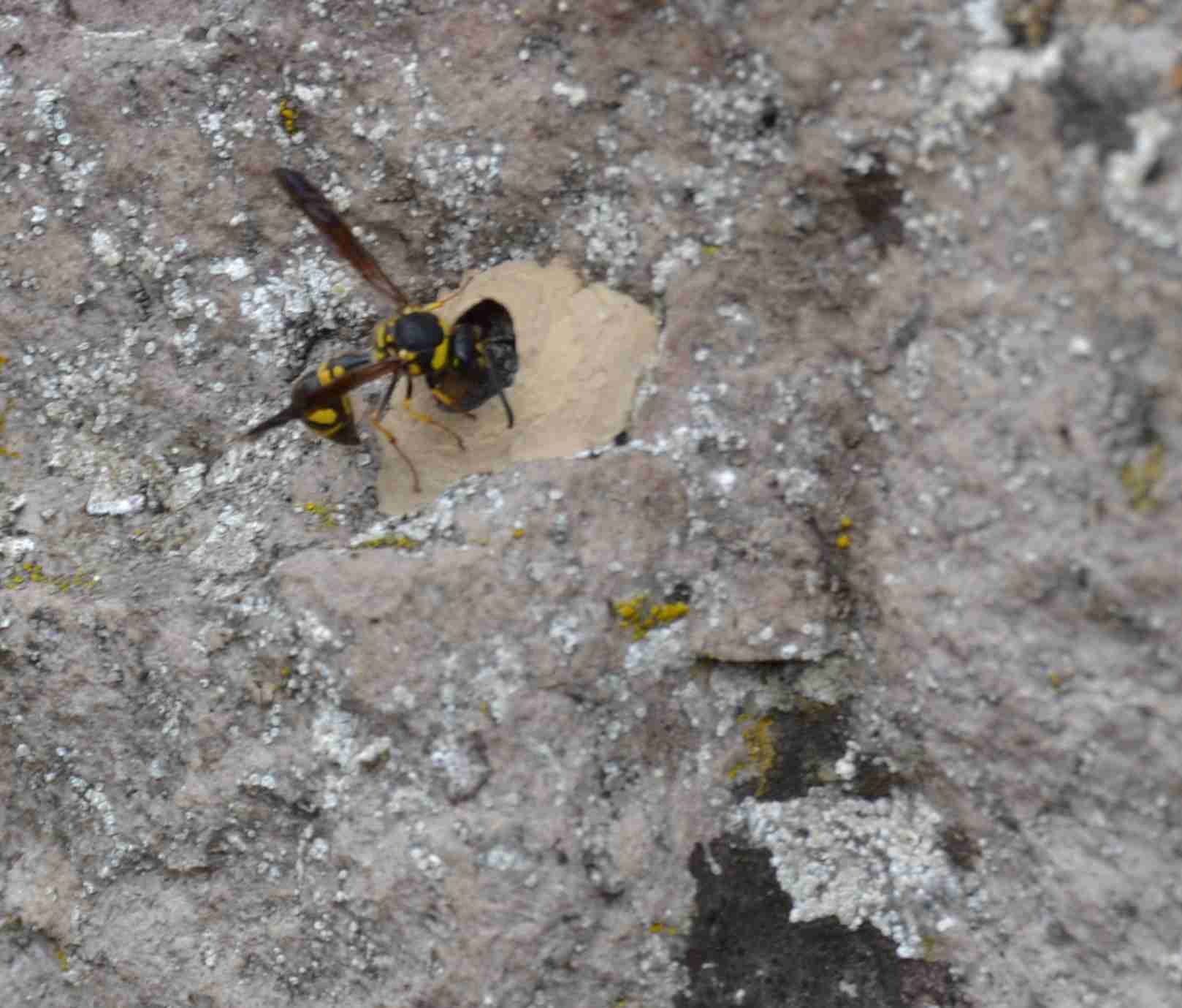 Eumenes sp. costruisce il nido