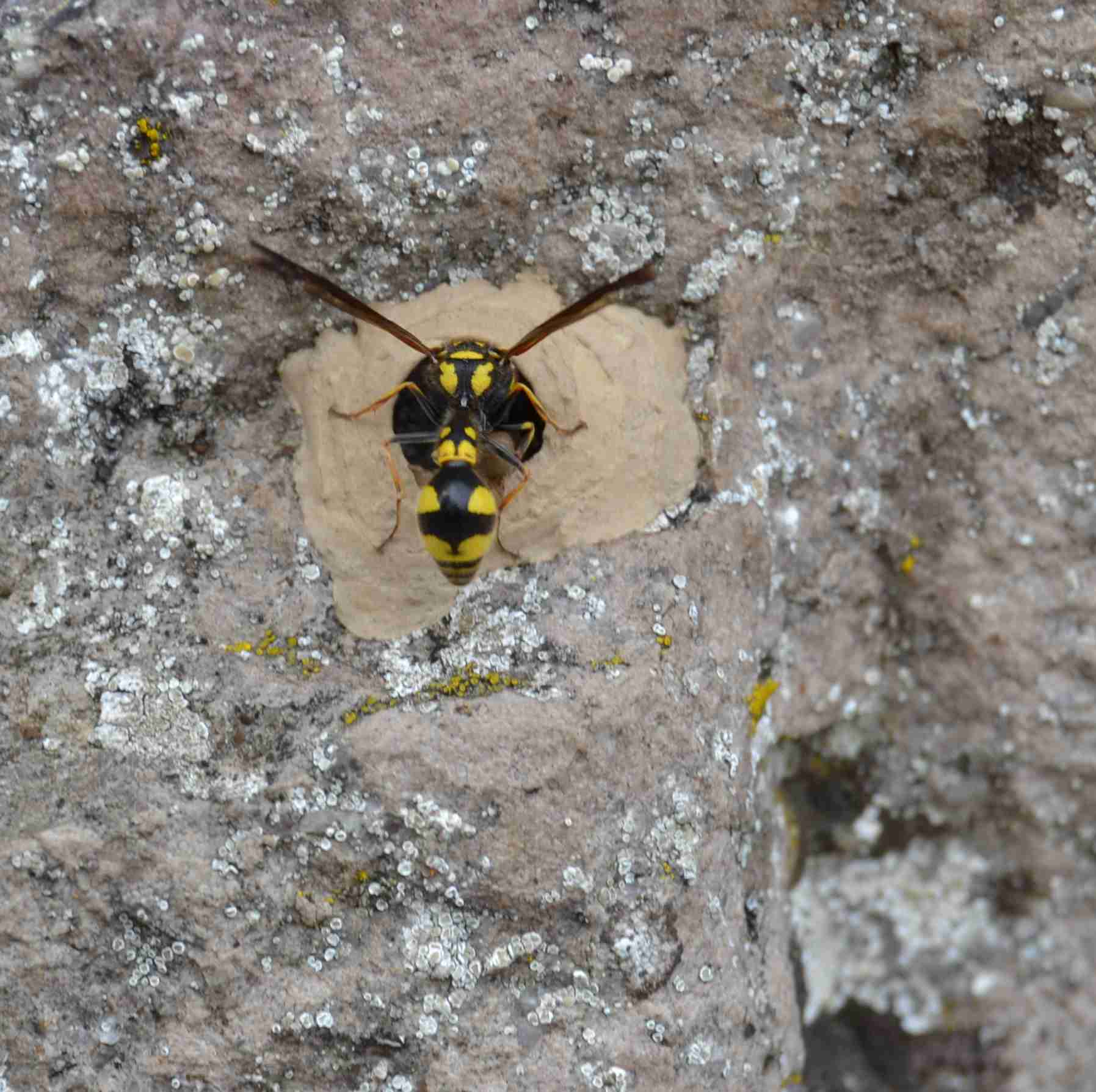 Eumenes sp. costruisce il nido