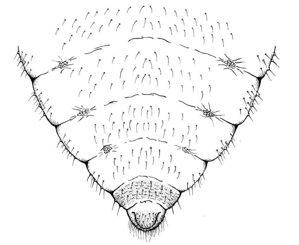 Forda cfr marginata ospiti di Camponotus aethiops