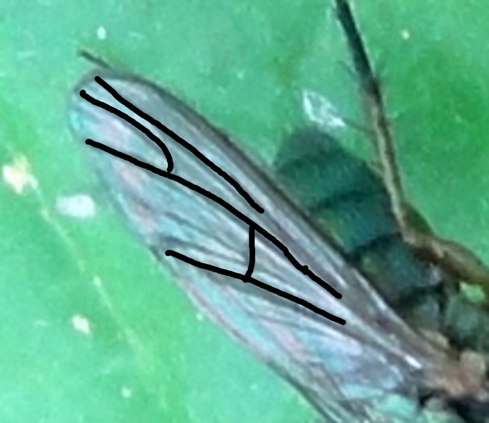 Identificazione 2