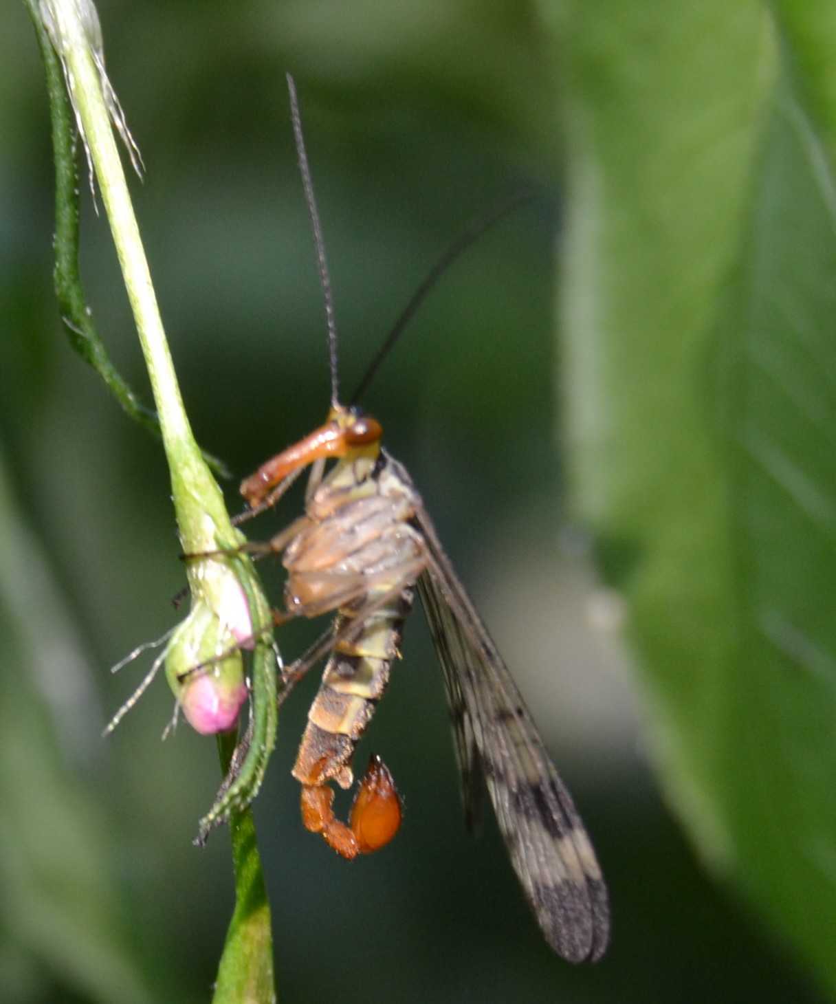 Panorpa communis maschio e femmina