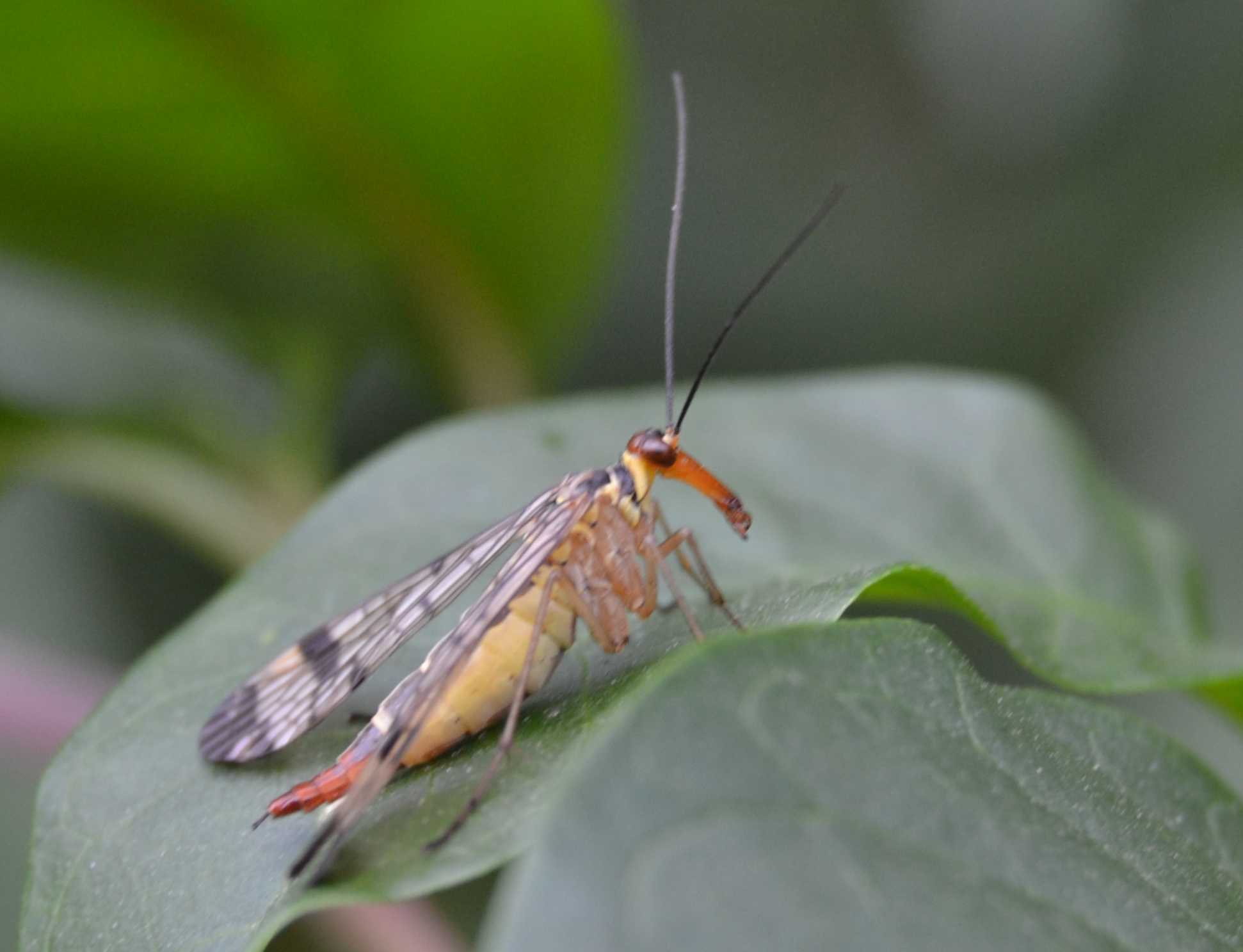 Panorpa communis maschio e femmina