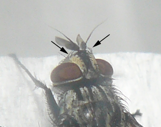 Tachinidae: Compsilura concinnata