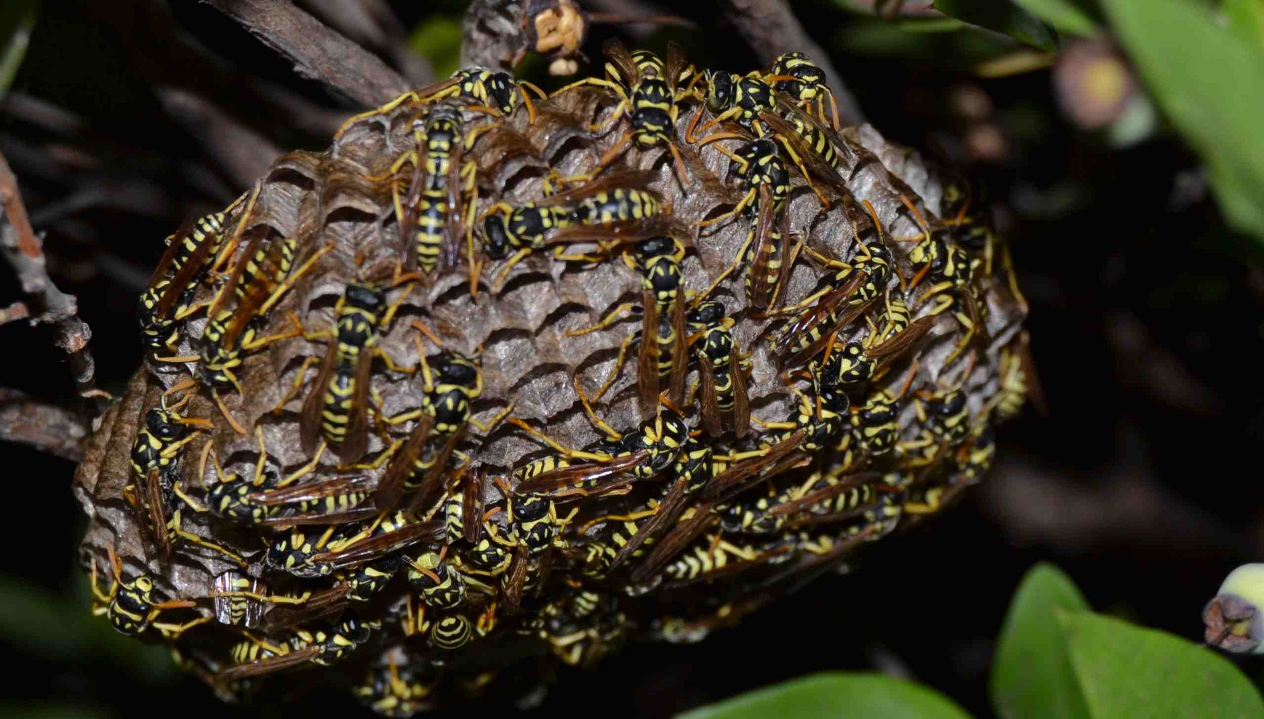 Vespai di Polystes dominulus e Polistes gallicus