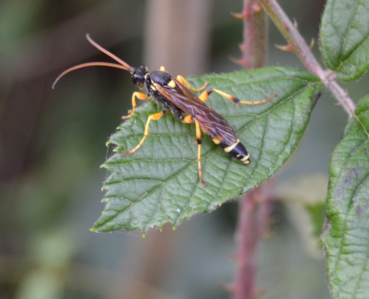 Ichneumonidae