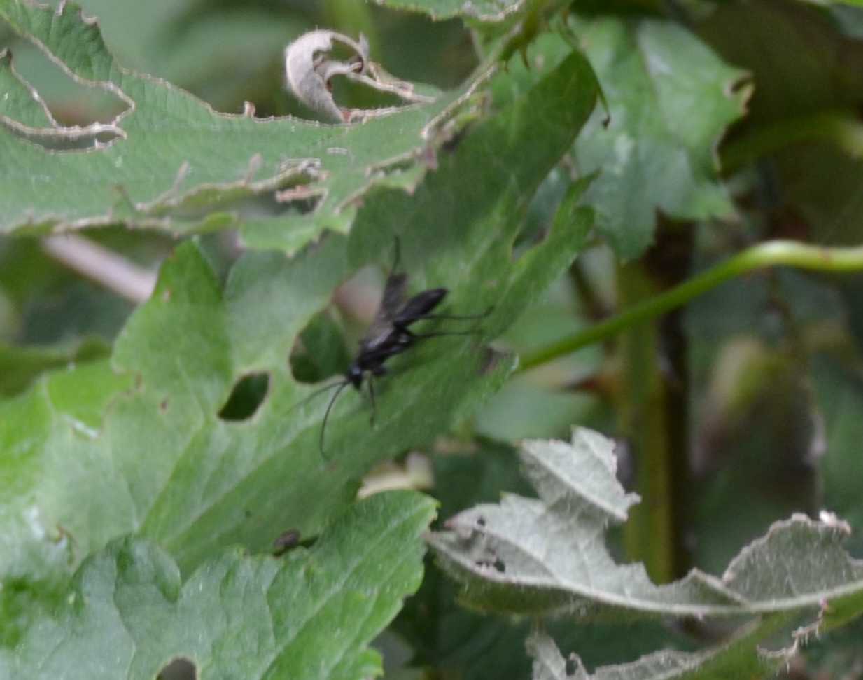 Sphecidae e Pompilidae
