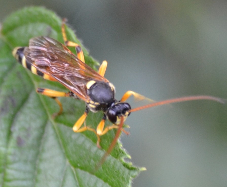 Ichneumonidae