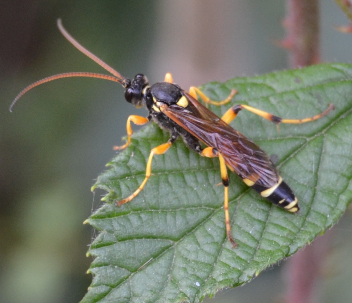 Ichneumonidae