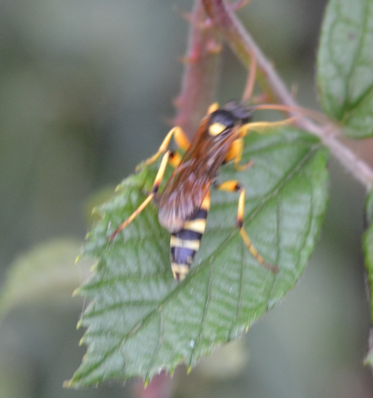 Ichneumonidae