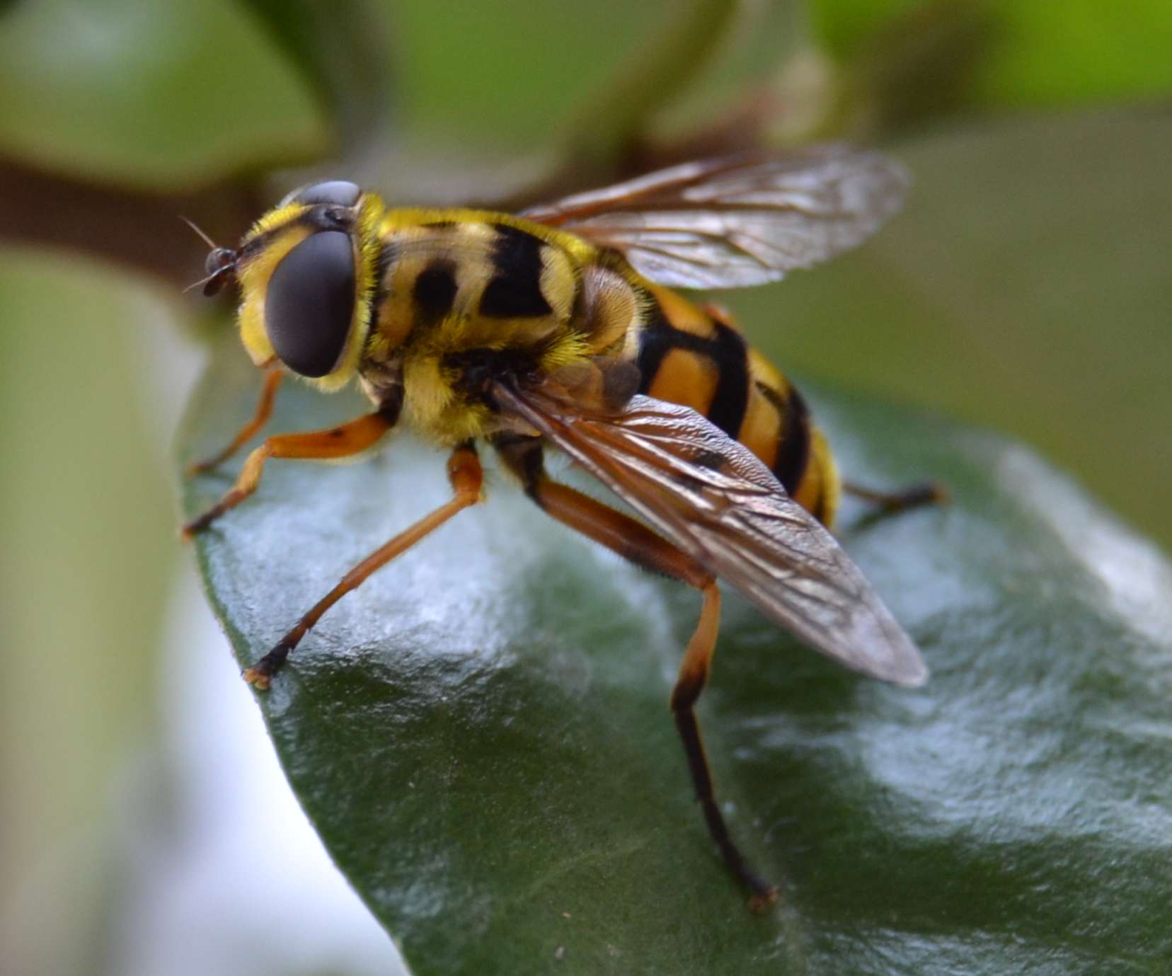 Myathropa florea (Syrphidae)