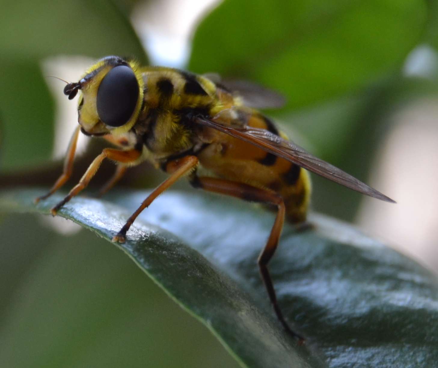 Myathropa florea (Syrphidae)