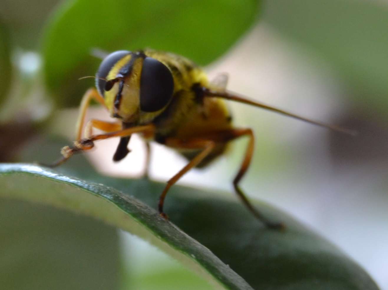 Myathropa florea (Syrphidae)