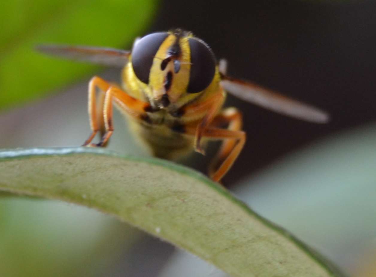 Myathropa florea (Syrphidae)