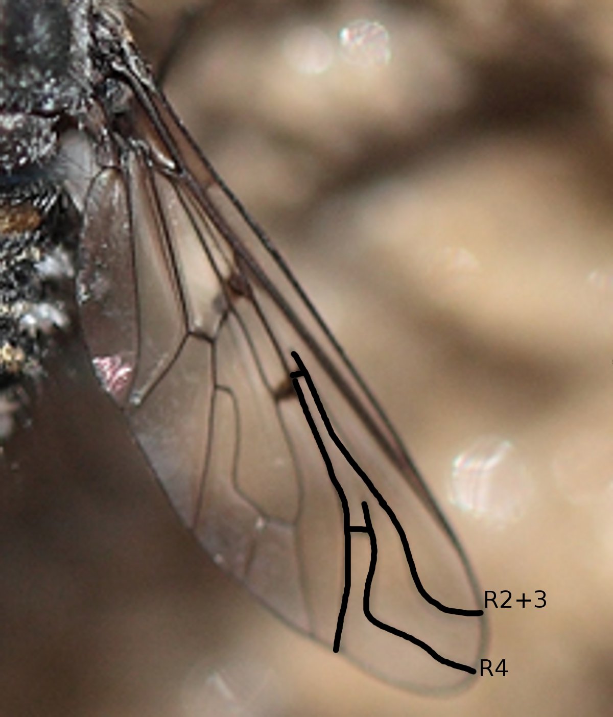 Anthrax binotatus (Bombyliidae)