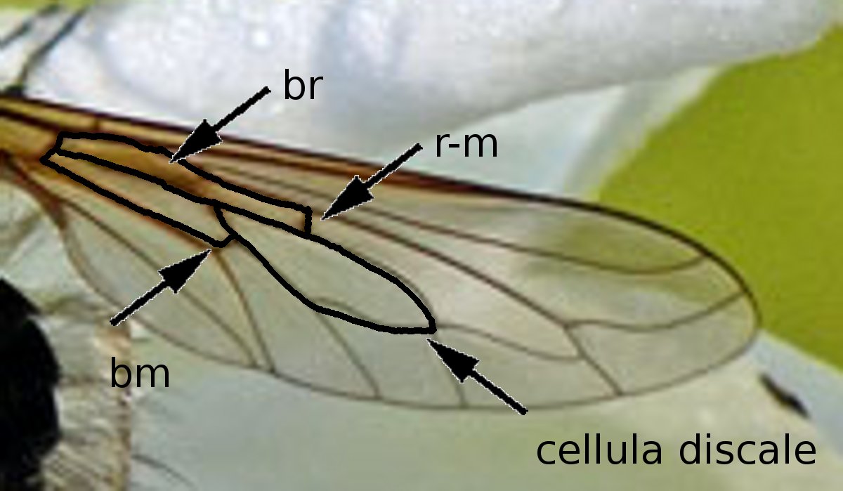 Bombyliidae in esame