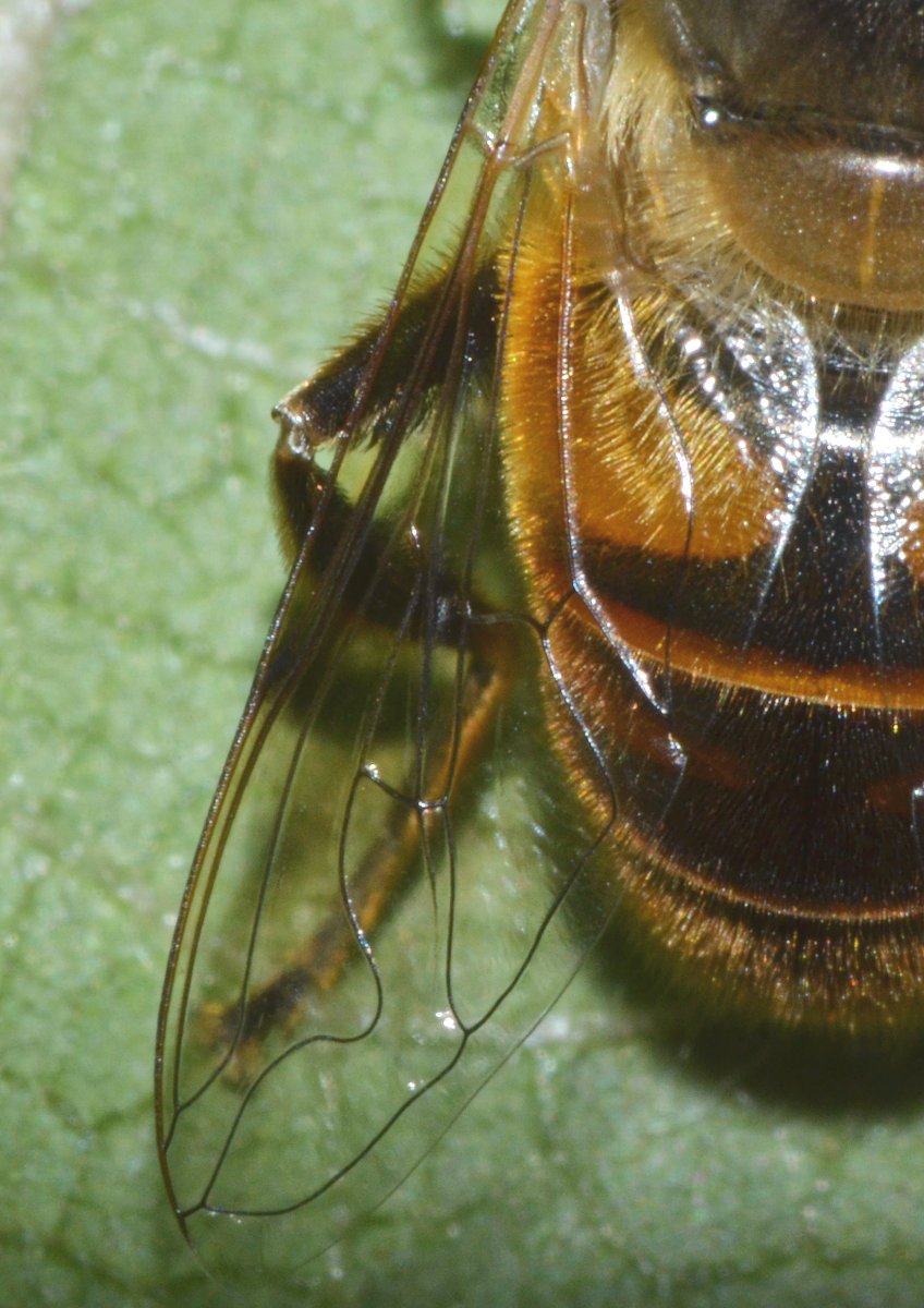 Syrphidae Eristalis tenax maschio