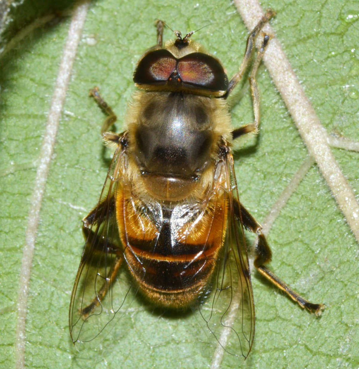 Syrphidae Eristalis tenax maschio