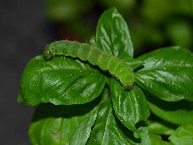 Larva da identificare