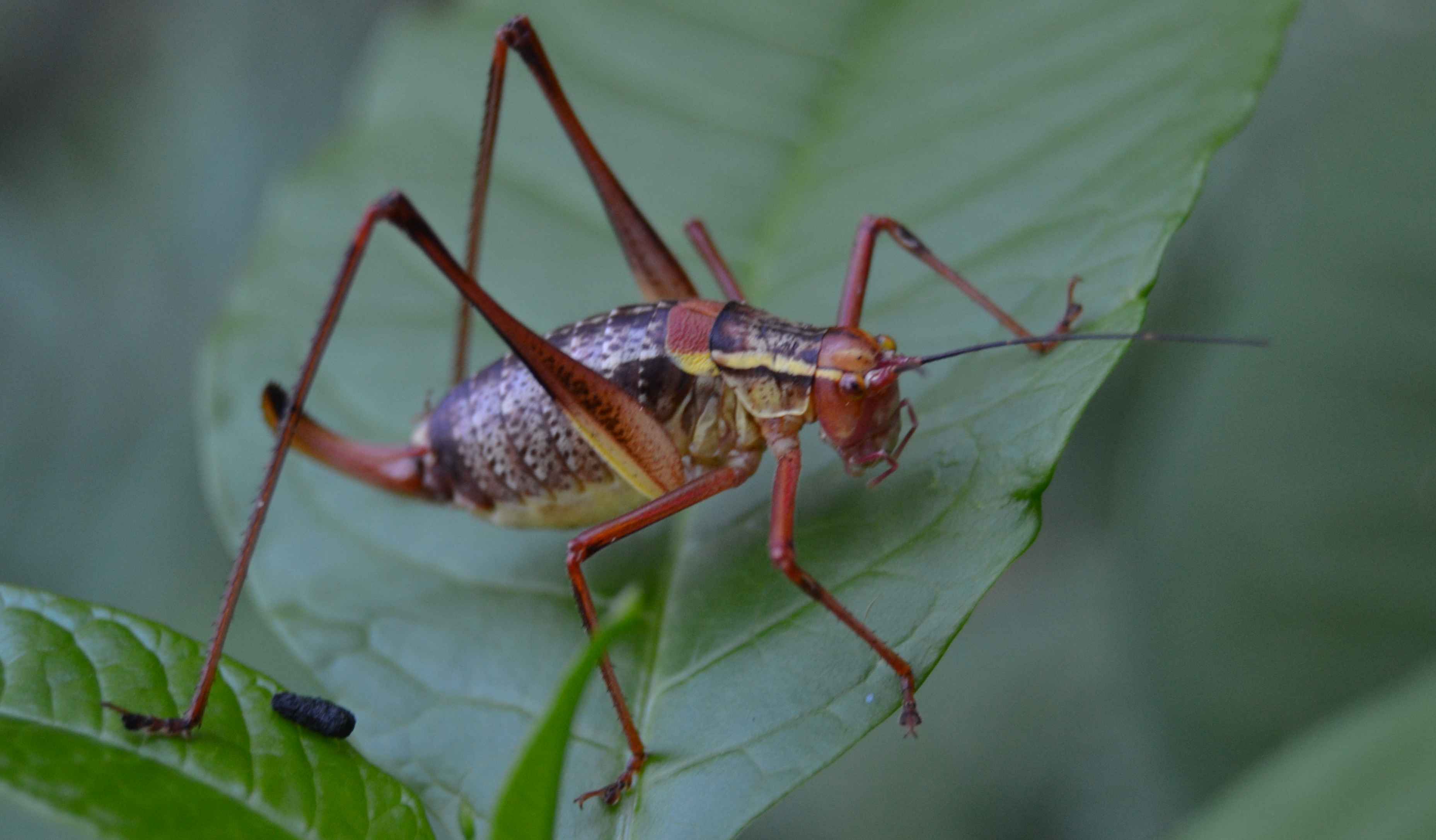 Ortottero da identificare (grillo?): Barbitistes sp.