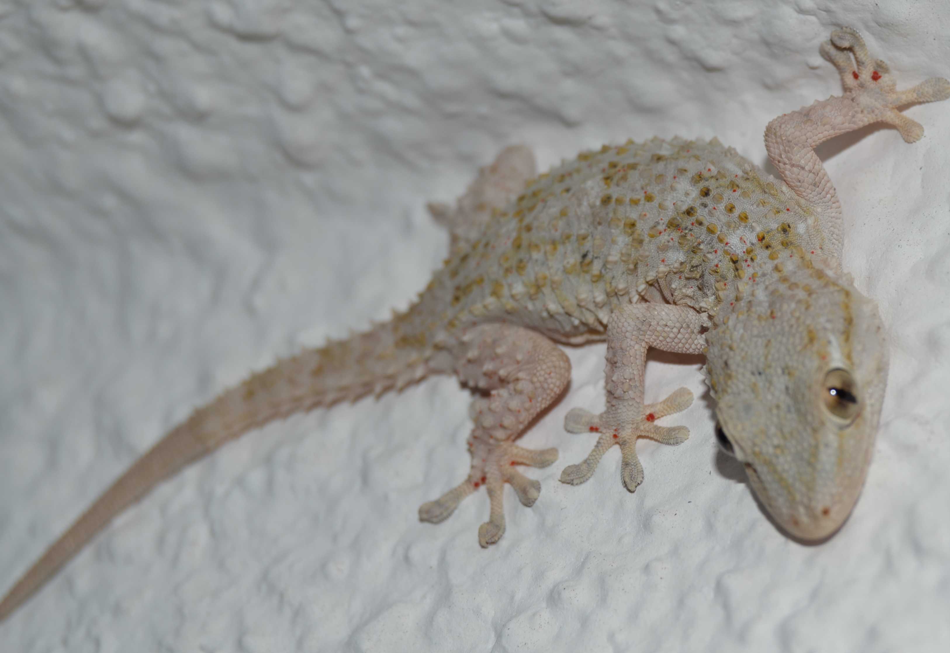 Tarentola mauritanica?