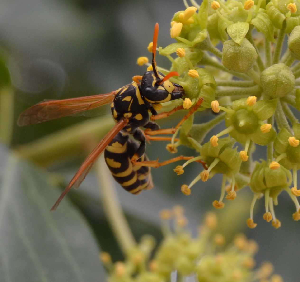 Gynè di Polistes Dominulus parassitata da strepsitteri