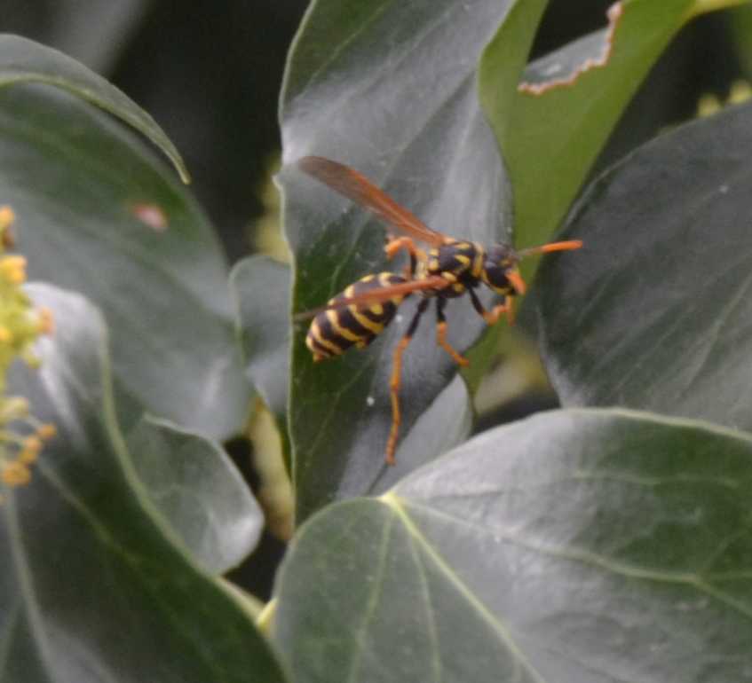 Gyn di Polistes Dominulus parassitata da strepsitteri