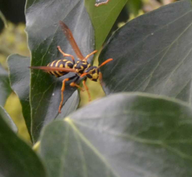 Gynè di Polistes Dominulus parassitata da strepsitteri