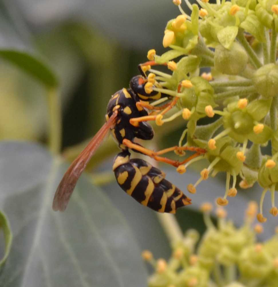 Gyn di Polistes Dominulus parassitata da strepsitteri