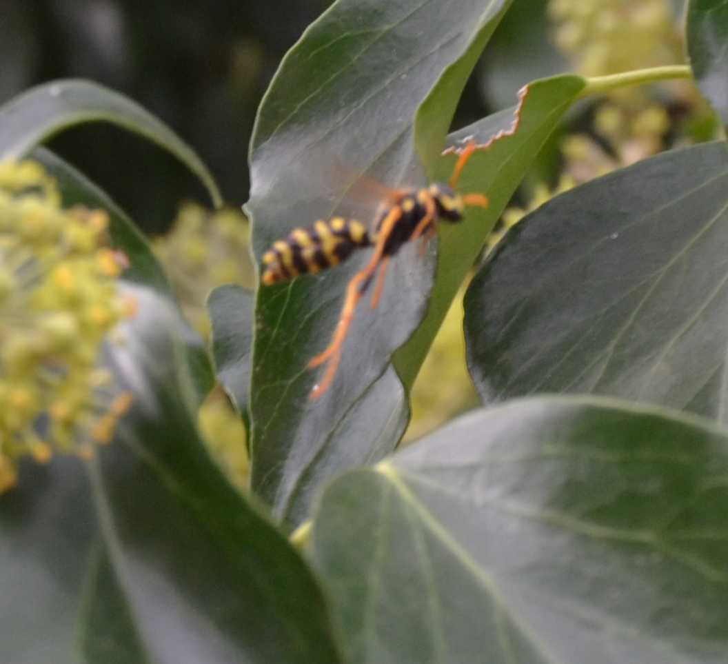 Gynè di Polistes Dominulus parassitata da strepsitteri