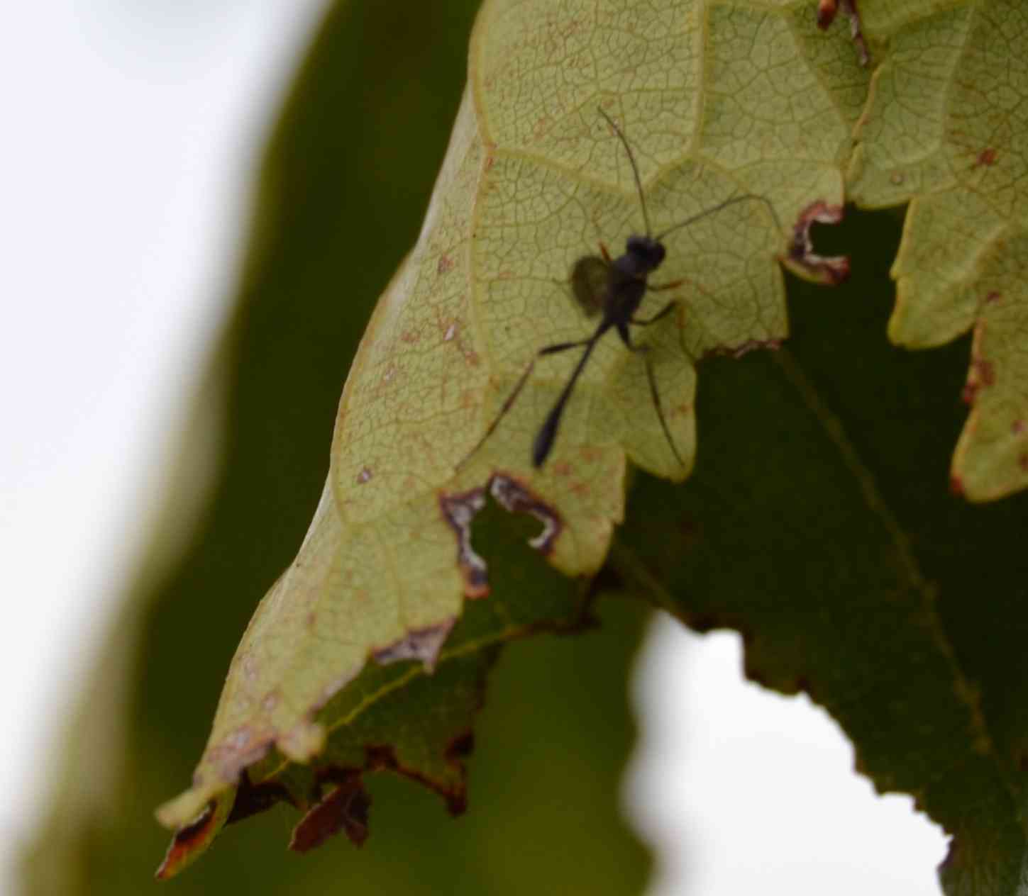 Ichneumonidae (Anomaloninae)