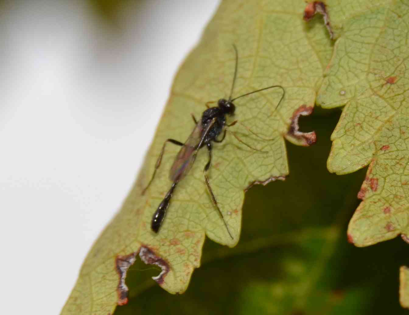 Ichneumonidae (Anomaloninae)