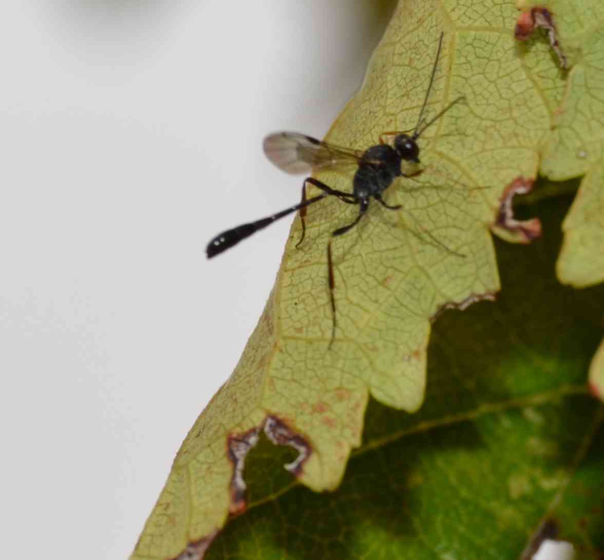 Ichneumonidae (Anomaloninae)