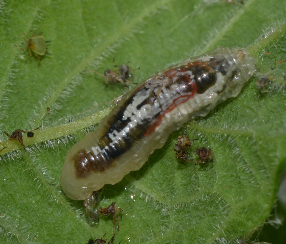 Episyrphus balteatus dalla larva all''adulto