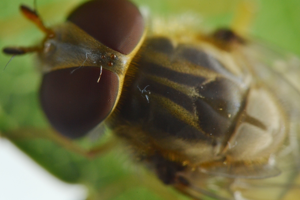 Episyrphus balteatus dalla larva all''adulto