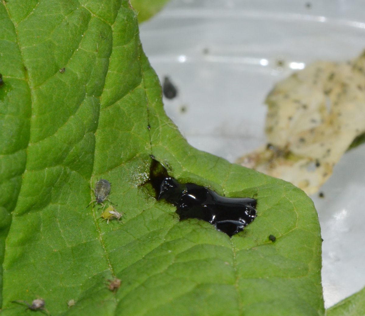 Episyrphus balteatus dalla larva all''adulto