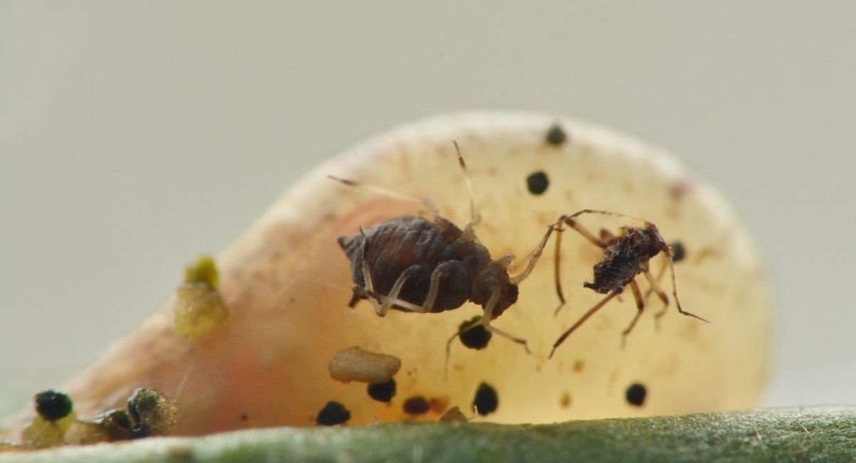 Episyrphus balteatus dalla larva all''adulto