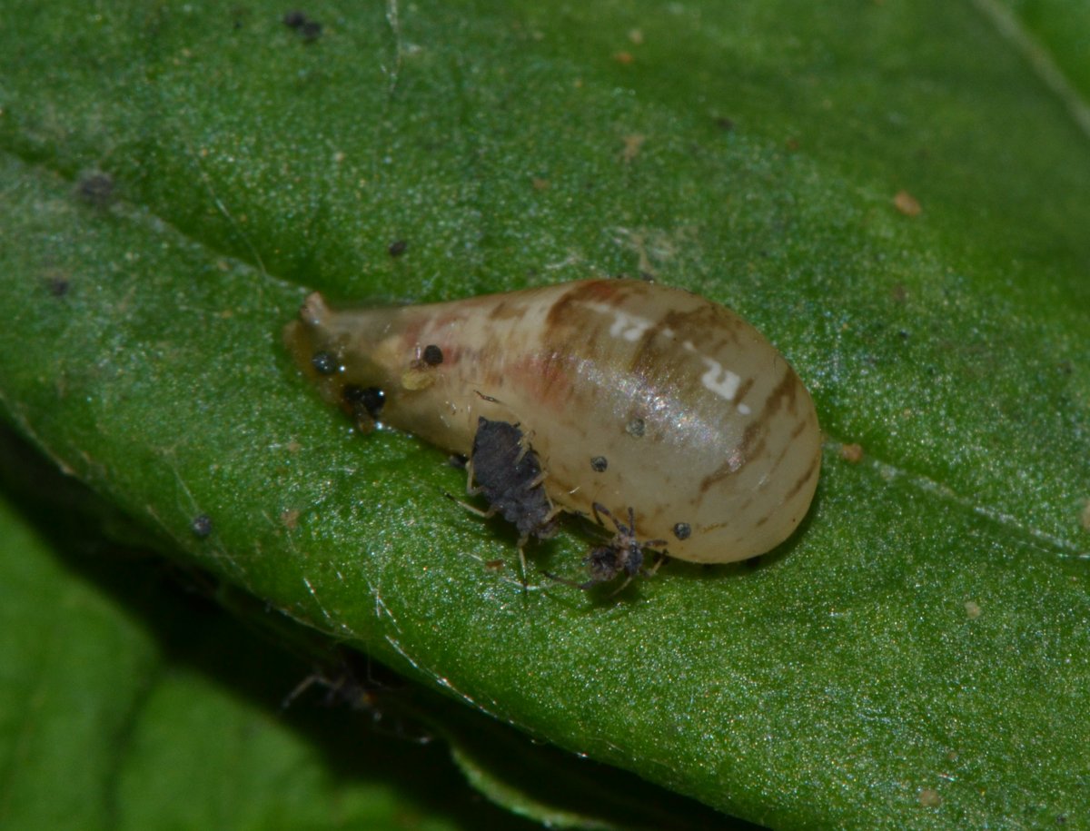 Episyrphus balteatus dalla larva all''adulto