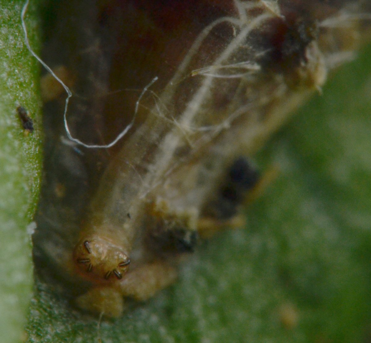 Episyrphus balteatus dalla larva all''adulto