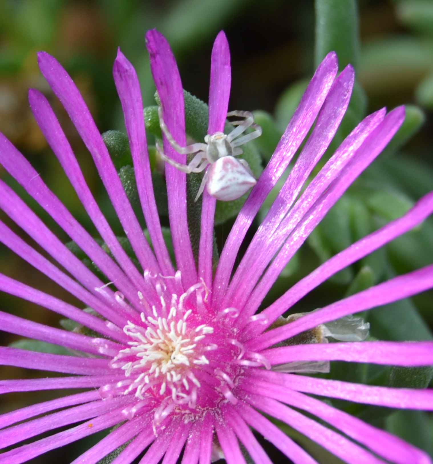 Thomisus onustus