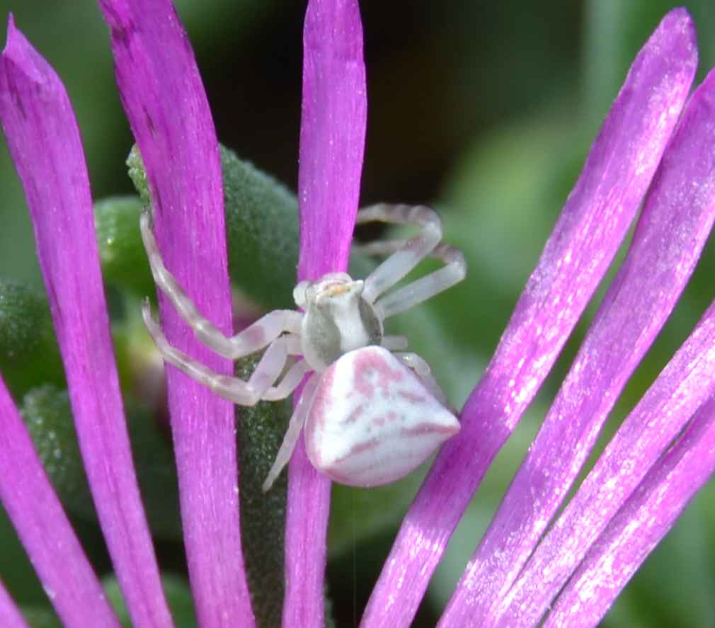 Thomisus onustus