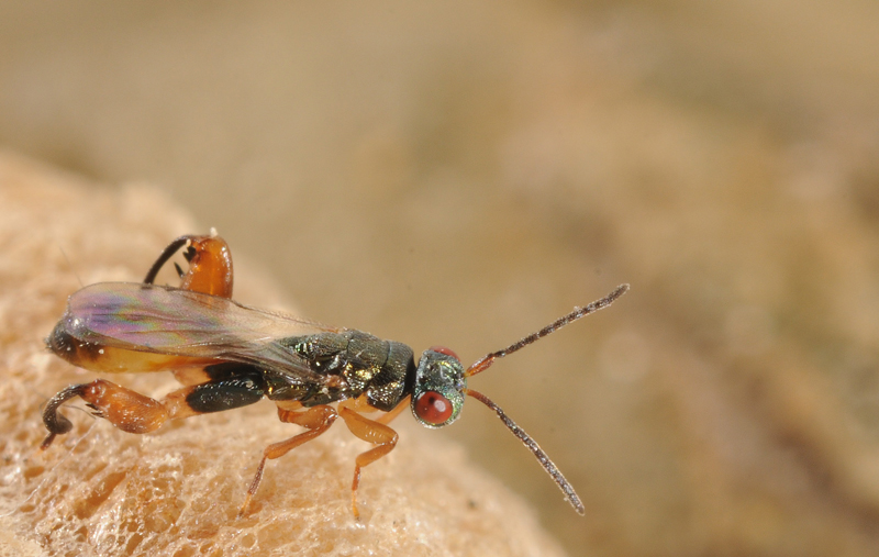 Chalcidoideo da identificare