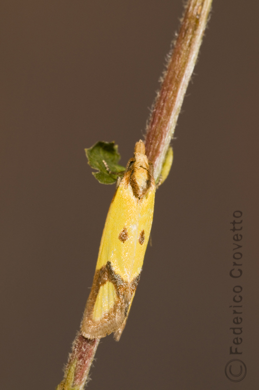 Lepidottero da determinare - Agapeta zoegana