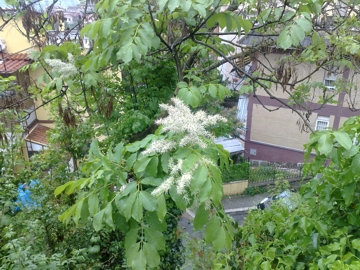 Fraxinus ornus