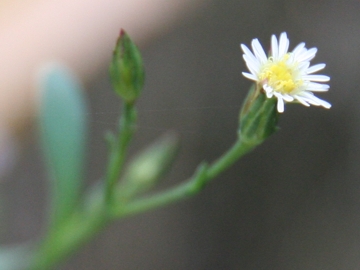 Symphyotrichum squamatum