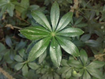 Galium mollugo / Caglio tirolese