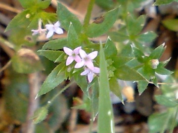 Attaccamano piccolo - Sherardia arvensis